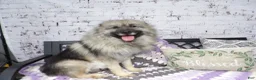 Keeshond dogs for sale: Austin - Ad 3