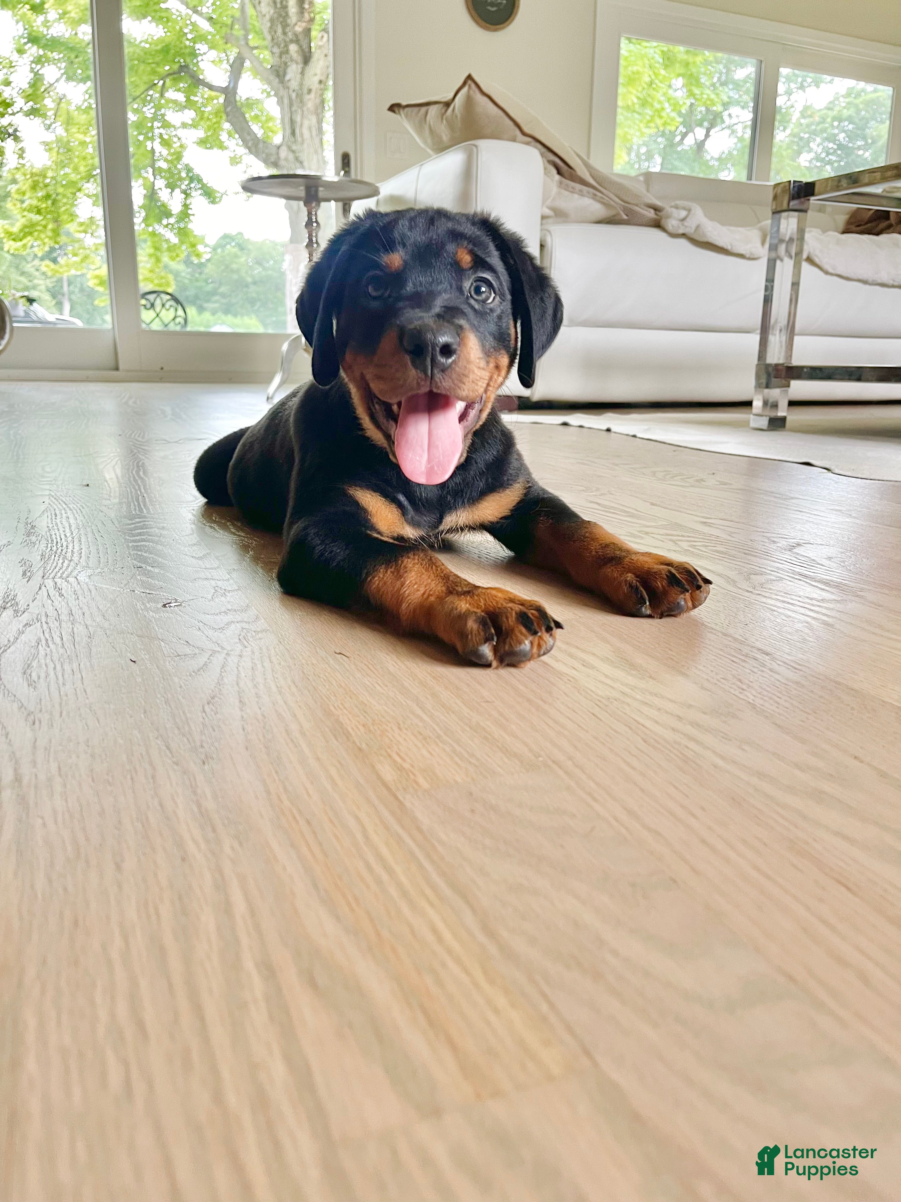 Rottweiler dogs Roxy - Ad 1