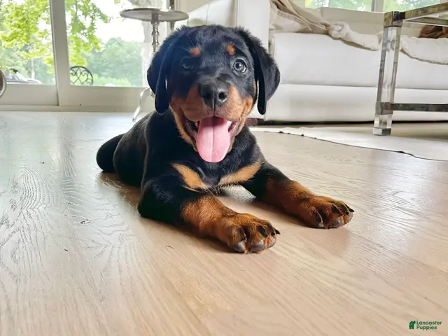 Rottweiler dogs Roxy - Ad 1