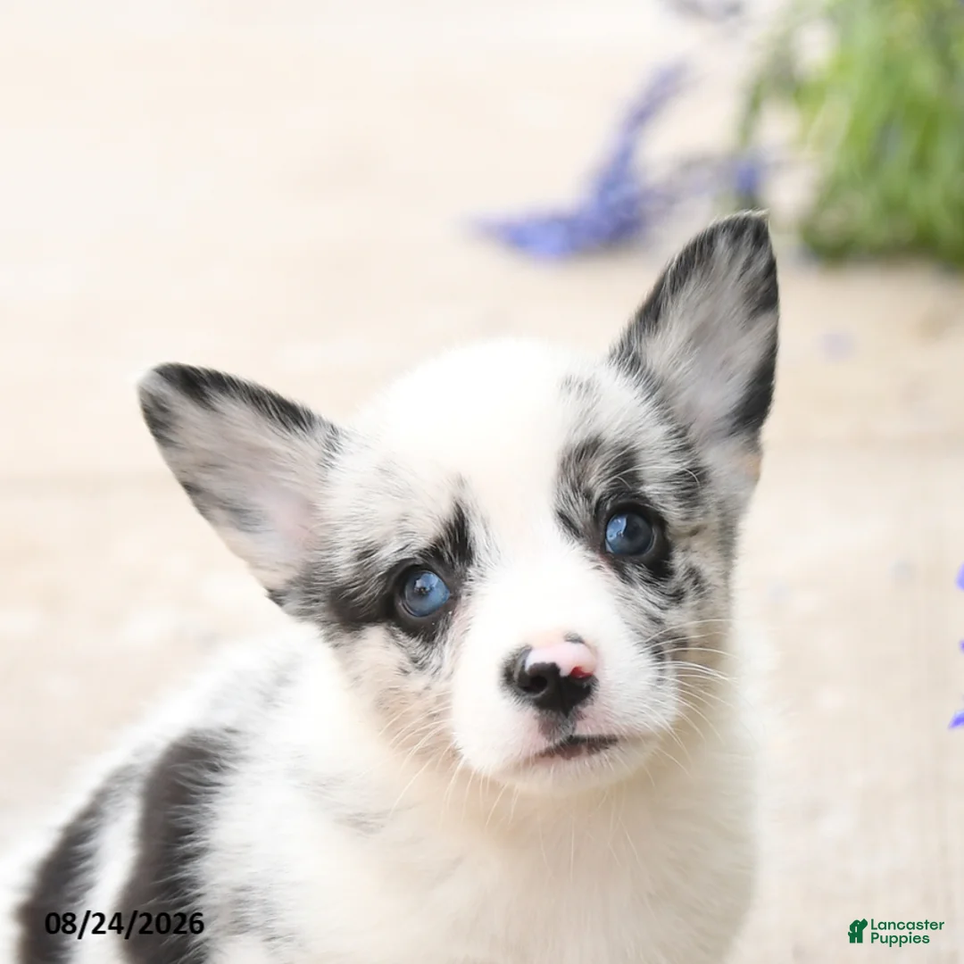 Welsh Corgi Pembroke dogs for sale: Little Dipper - Ad 5