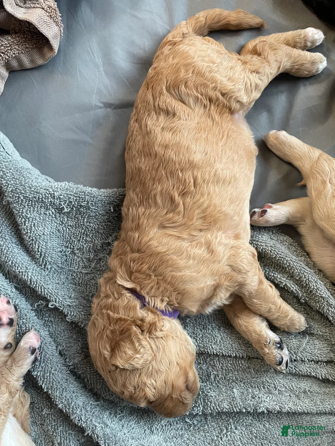 Goldendoodle dogs for sale: Goldendoodle 7 - Ad 2