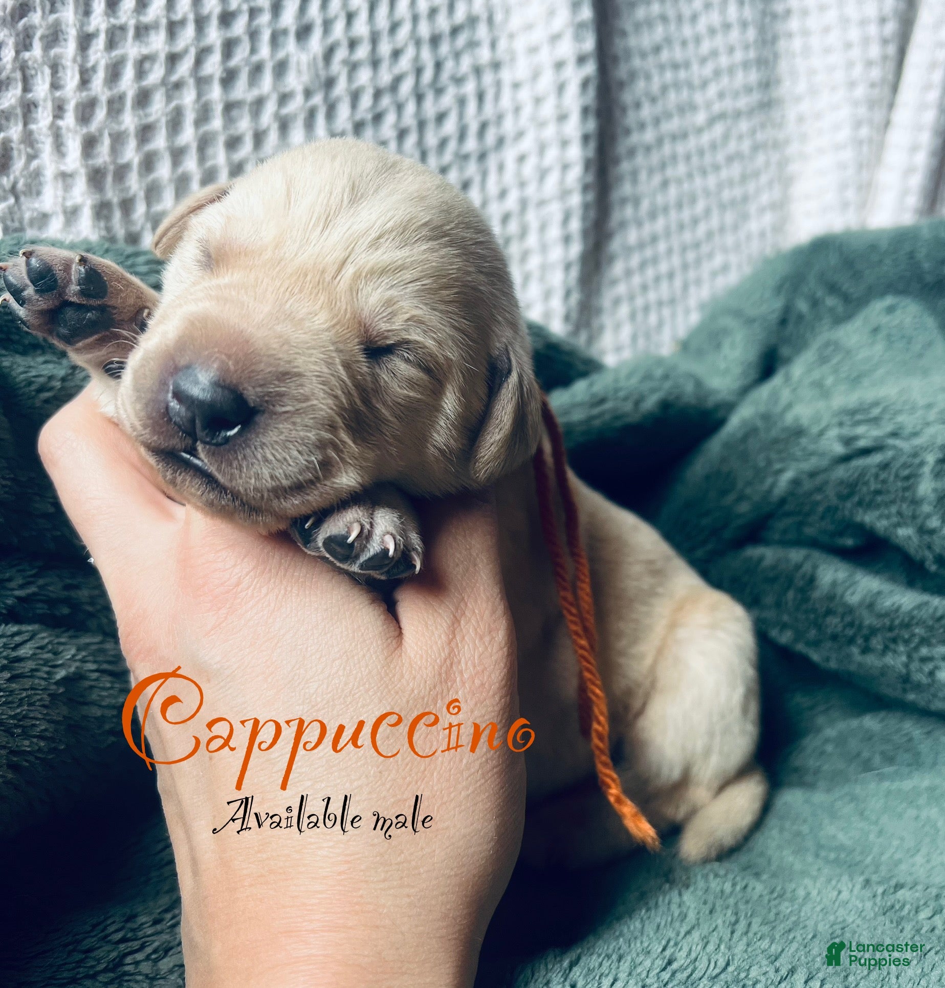 Labrador Retriever dogs Cappuccino  - Ad 28