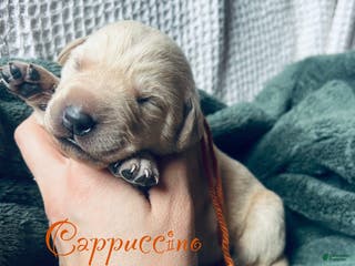 Labrador Retriever dogs Cappuccino - Ad 35