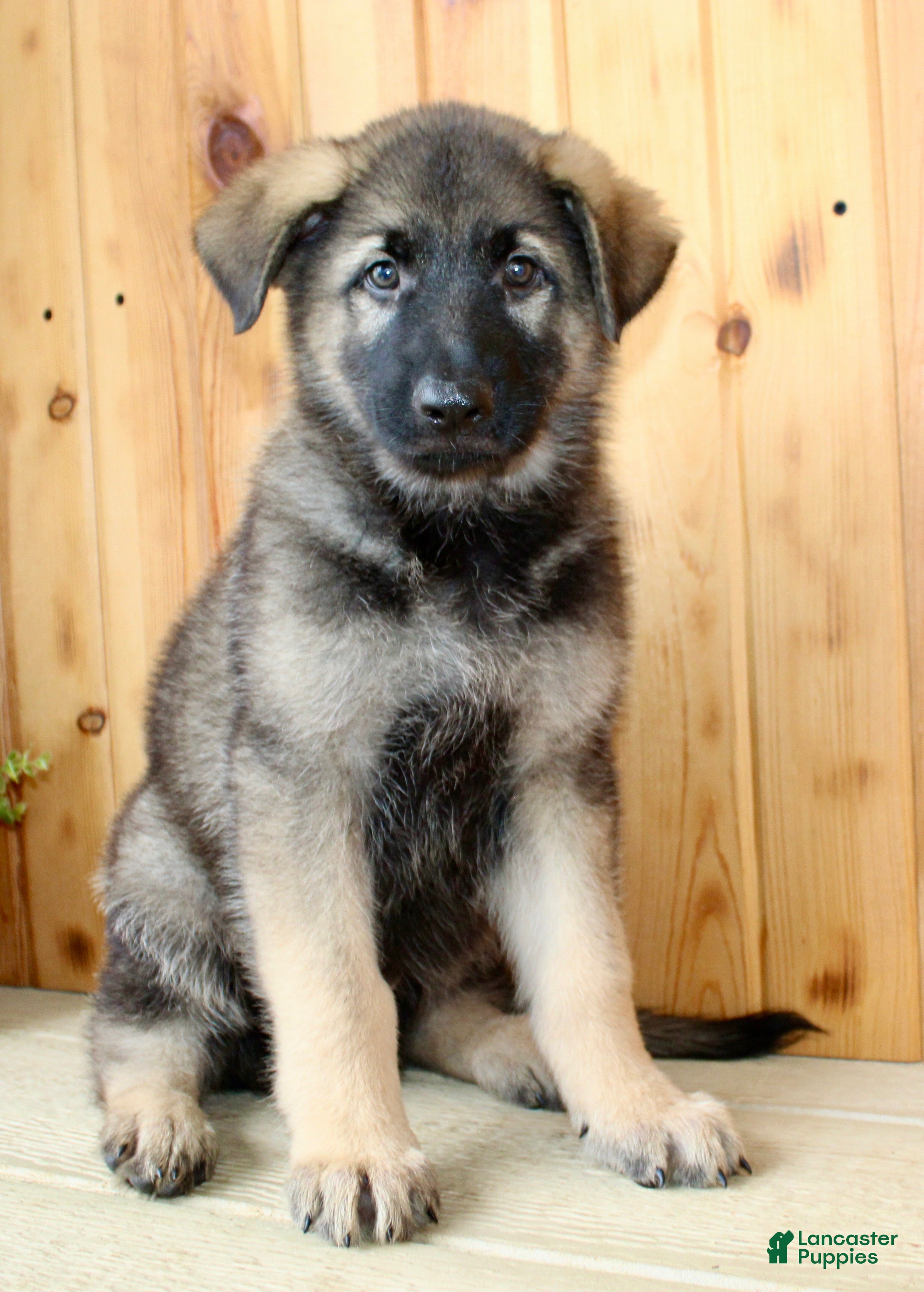 German Shepherd dogs Parker - Ad 2
