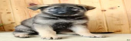 German Shepherd dogs for sale: Parker - Ad 2