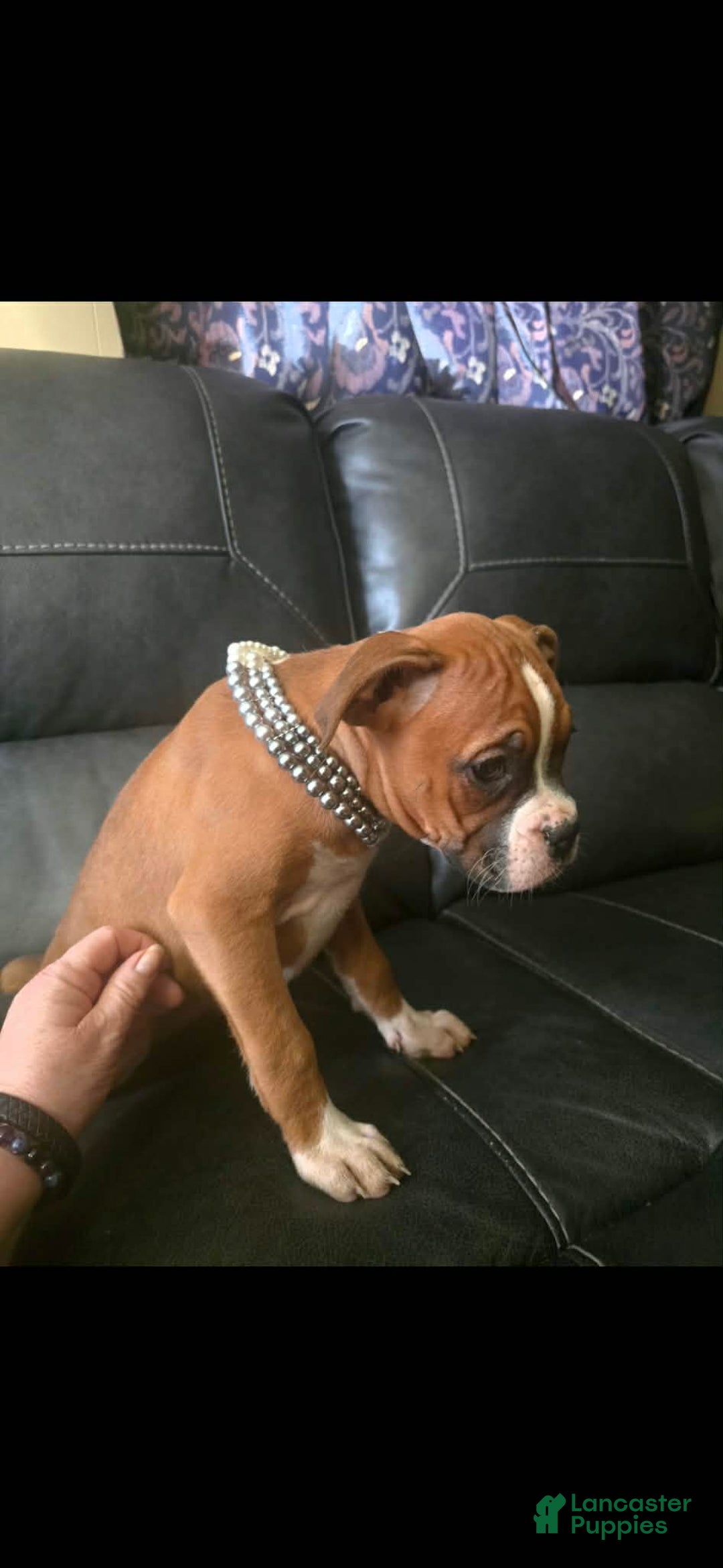 Boxer dogs for sale: Tae - Ad 6