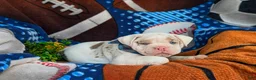 English Bulldog dogs for sale: Dunmore - Ad 10