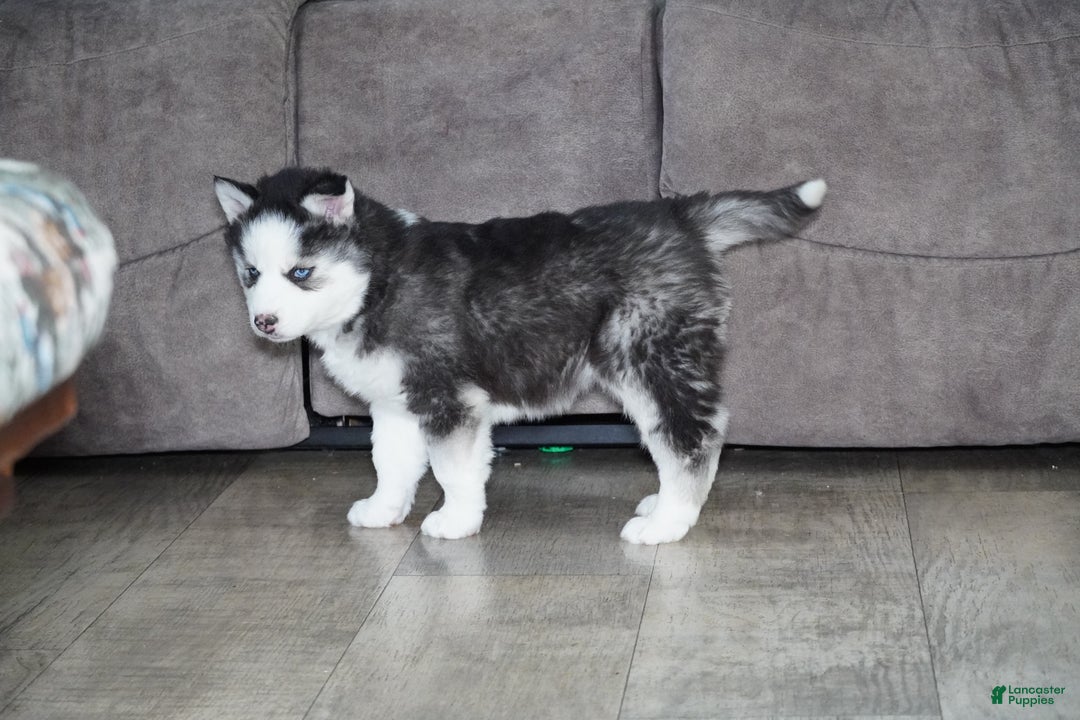 Siberian Husky dogs for sale: Blaze - Ad 5