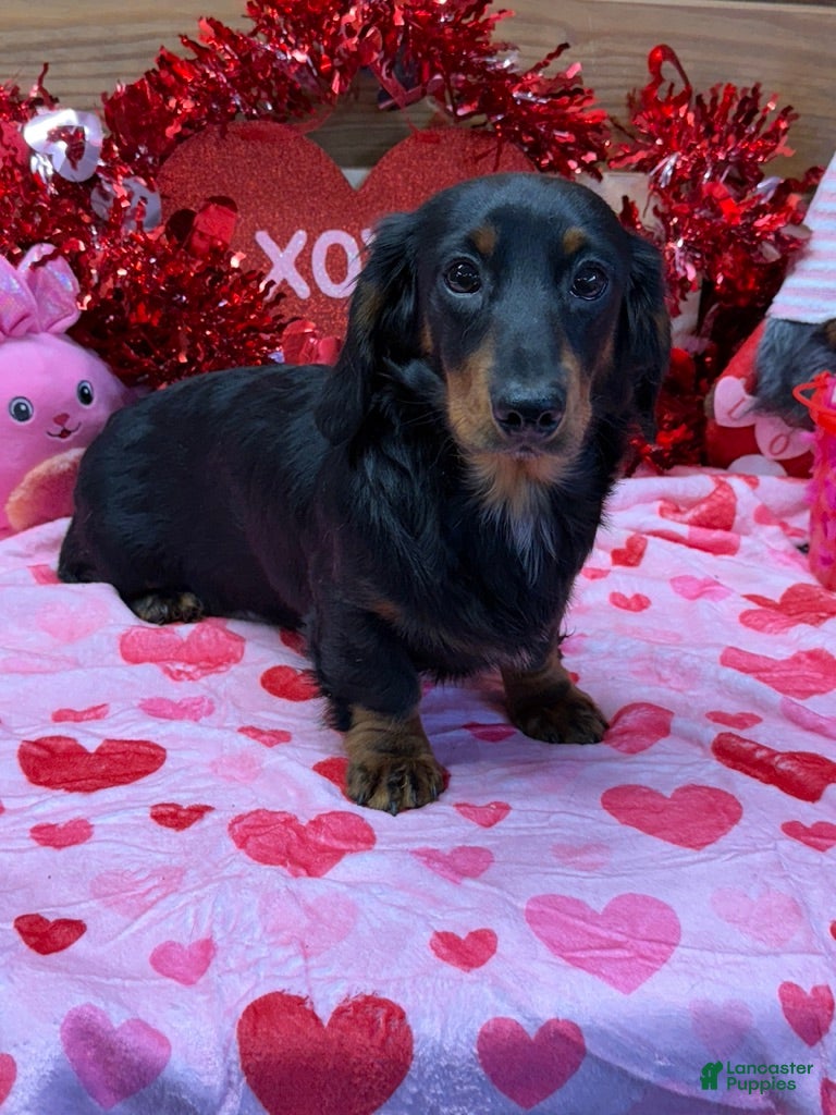 Miniature Dachshund dogs Remington - Ad 9