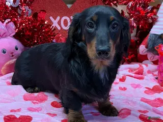 Miniature Dachshund dogs Remington - Ad 9