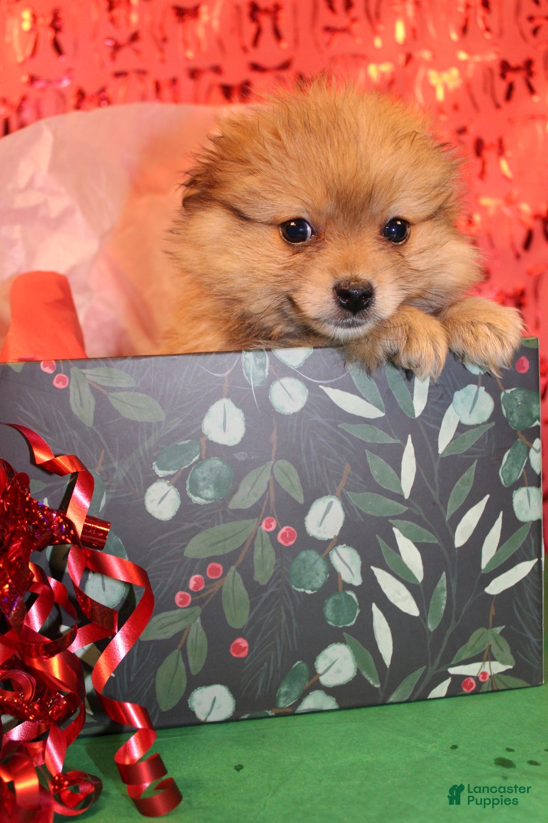 Pomeranian dogs for sale: Gizmo - Ad 2