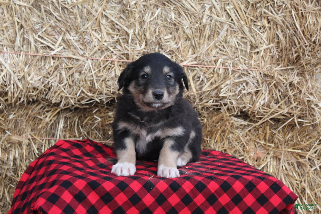 English Shepherd dogs for sale: Tammy - Ad 3