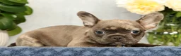 French Bulldog dogs for sale: Paula - Ad 5