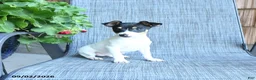 Toy Fox Terrier dogs for sale: Garth - Ad 1