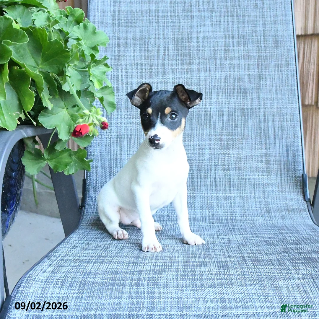 Toy Fox Terrier dogs for sale: Garth - Ad 1