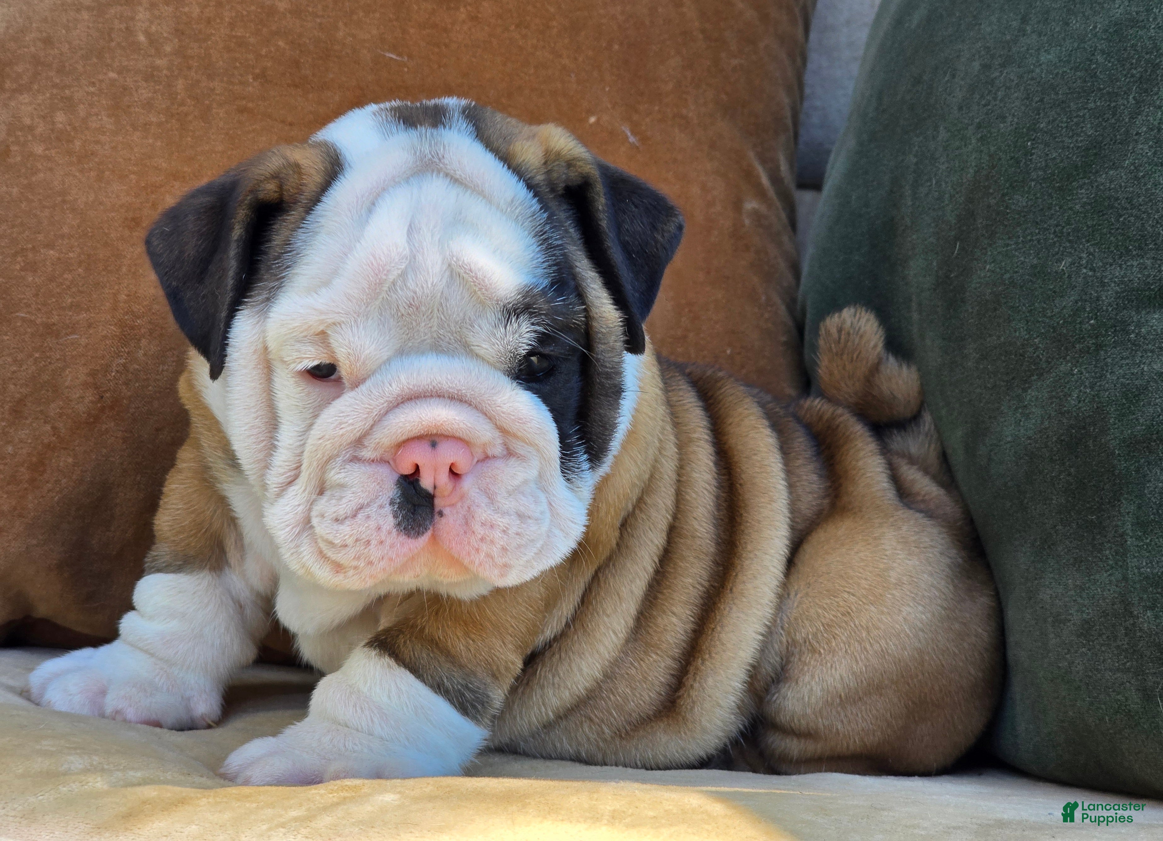 English Bulldog dogs Bandit - Ad 2