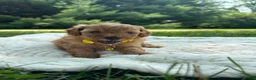 Miniature Poodle dogs for sale: Teddy - Ad 2