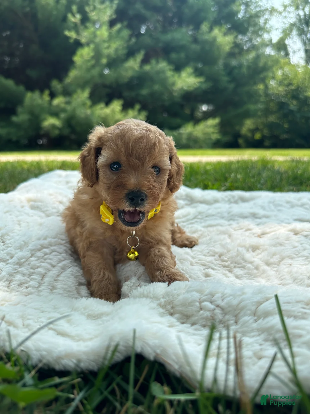 Miniature Poodle dogs for sale: Teddy - Ad 2