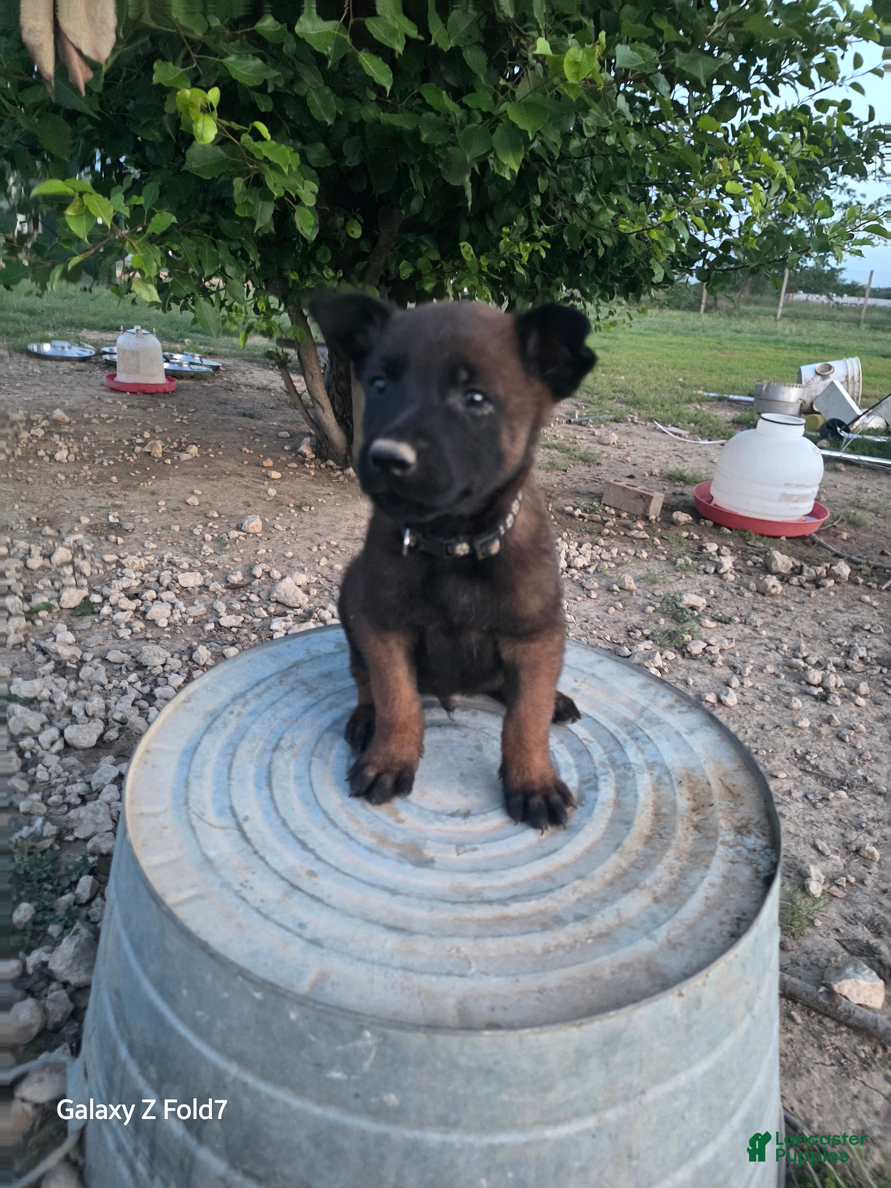 Belgian Malinois dogs Belgian Malinois Puppy 5 - Ad 19
