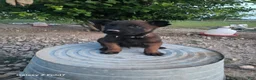 Belgian Malinois dogs for sale: Belgian Malinois Puppy 5 - Ad 1