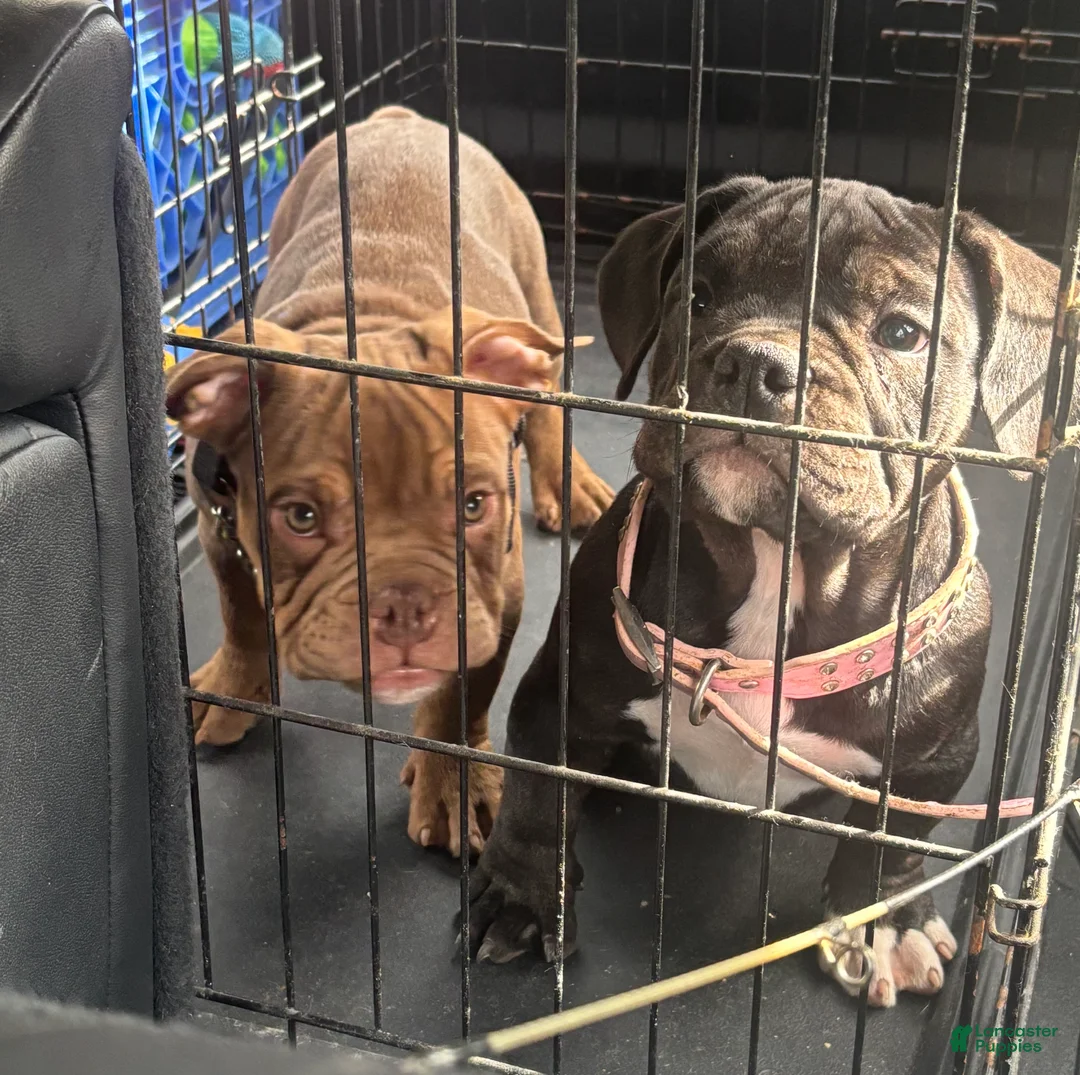 American Bully dogs for sale: American Bully Puppy 3 - Ad 10