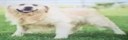 Golden Retriever dogs for sale: Queenie English Cream  - Ad 9