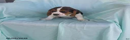 Beaglier dogs for sale: Riley - Ad 2