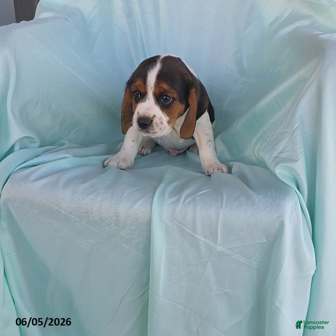 Beaglier dogs for sale: Riley - Ad 2