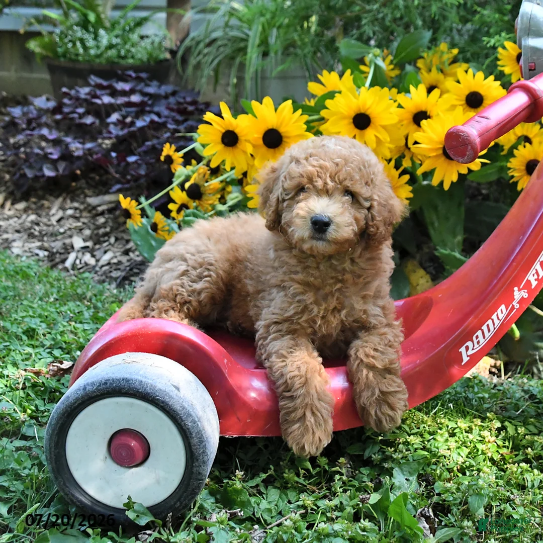 Cockapoo dogs for sale: Birch - Ad 3