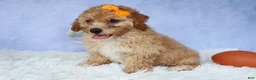 Miniature Poodle dogs for sale: WAYNE - Ad 5