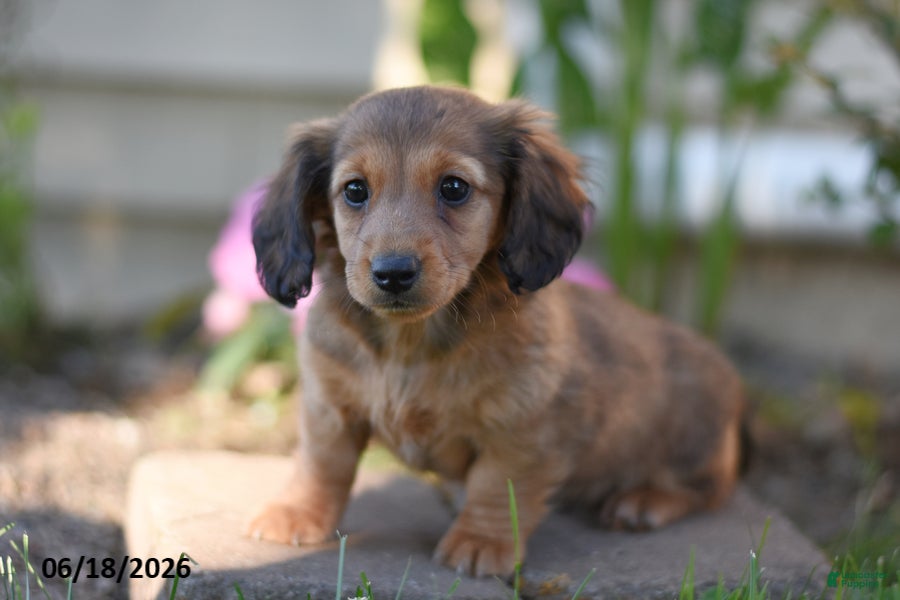 Miniature Dachshund dogs Sheldon - Ad 2
