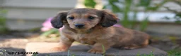 Miniature Dachshund dogs for sale: Sheldon - Ad 2