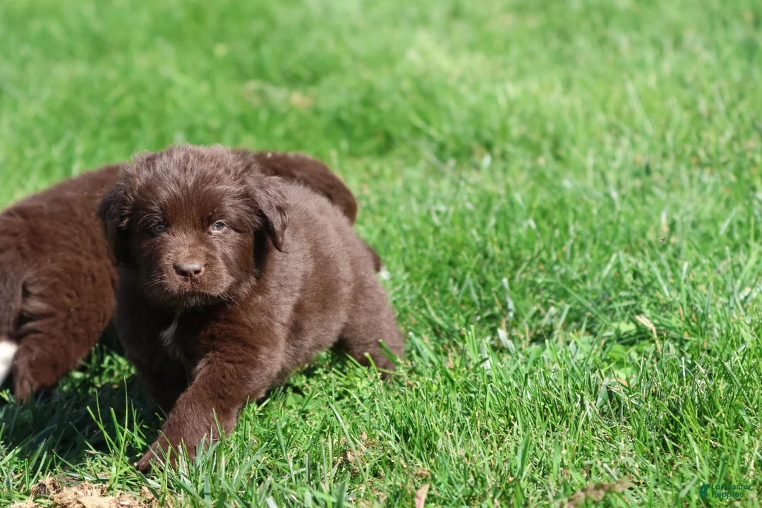 Newfoundland dogs for sale: Meatloaf - Ad 4