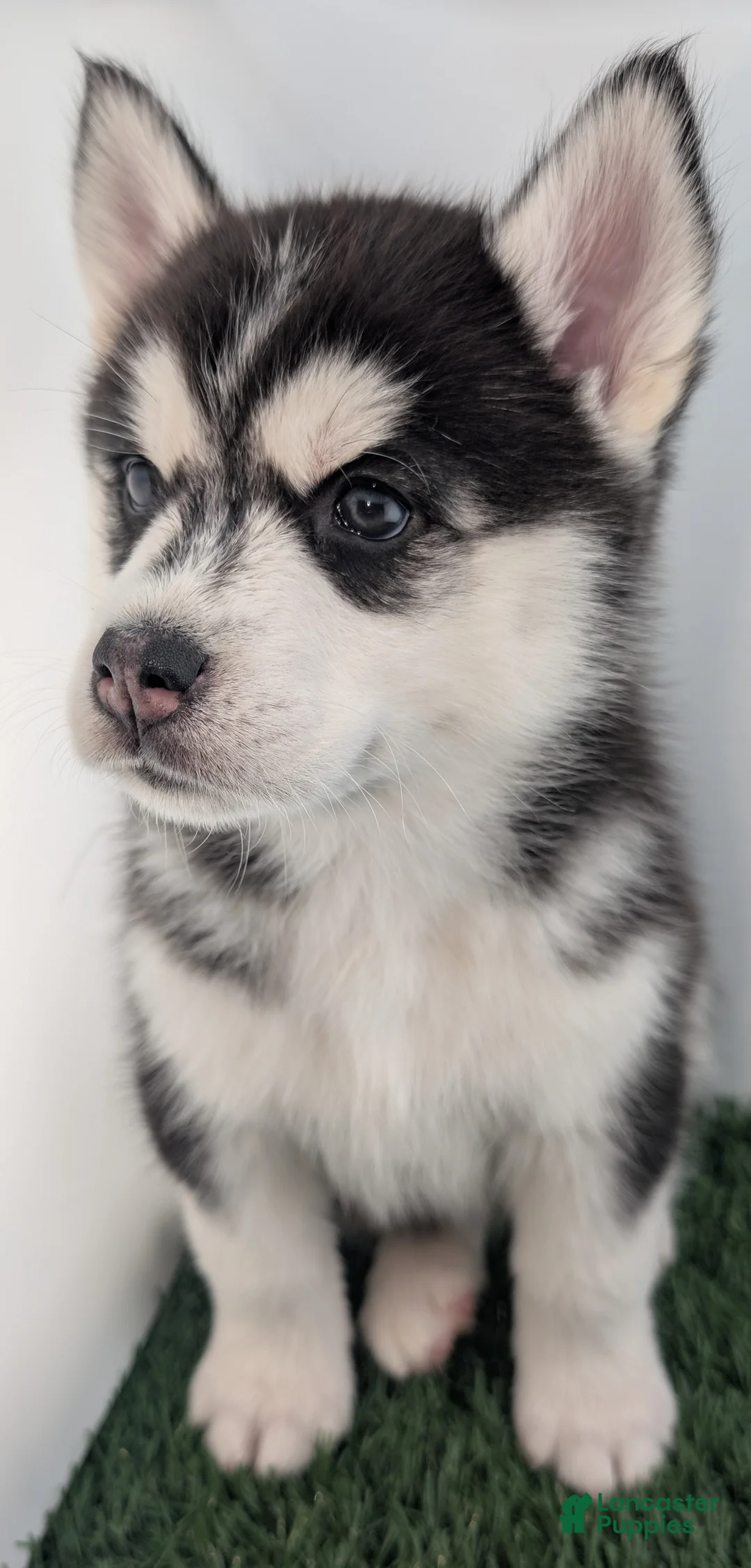 Siberian Husky dogs for sale: Siberian Husky Puppy - Freya - Ad 5