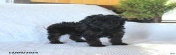 Miniature Poodle dogs for sale: Paris - Ad 5