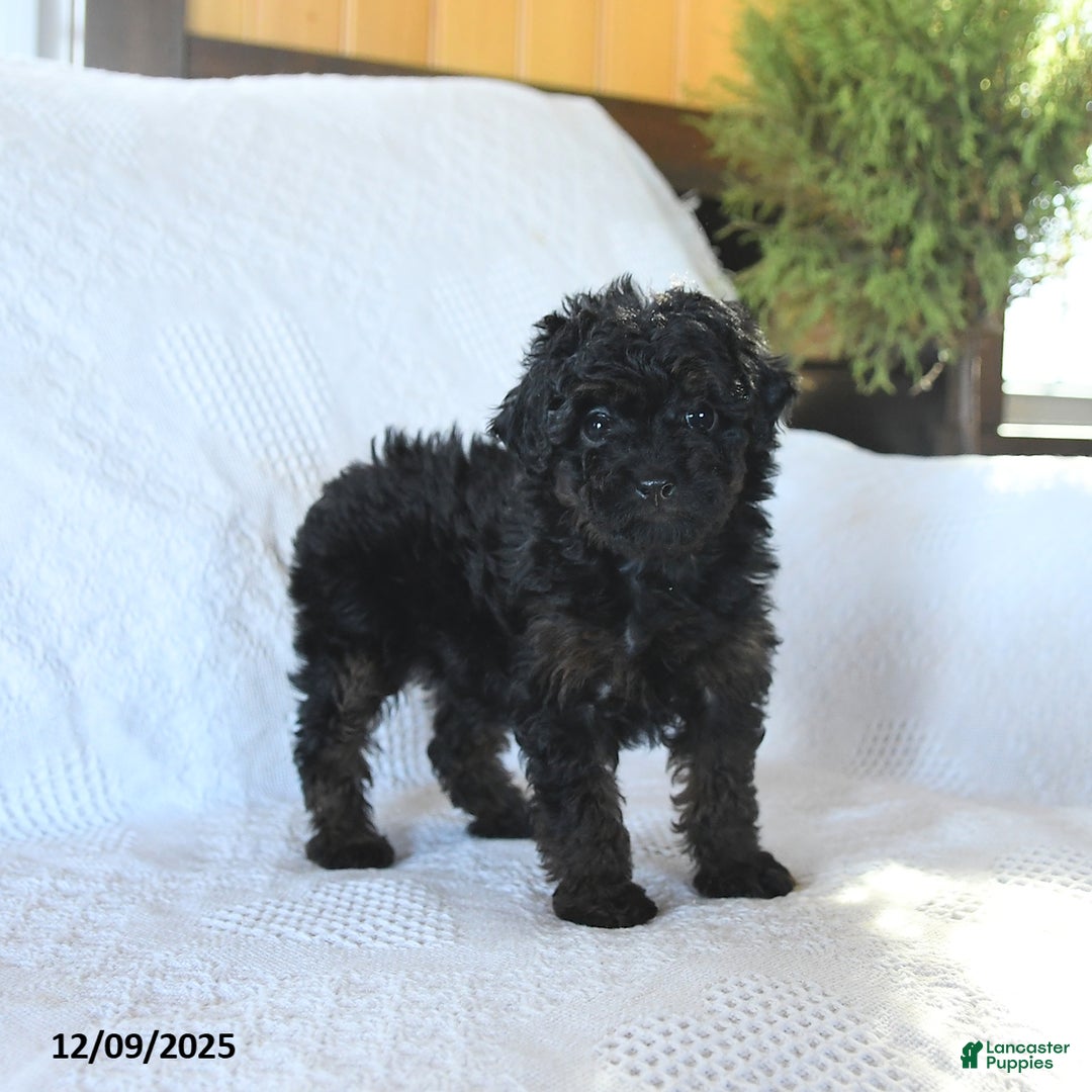 Miniature Poodle dogs for sale: Paris - Ad 5