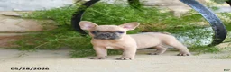 French Bulldog dogs for sale: Sparky - Ad 1