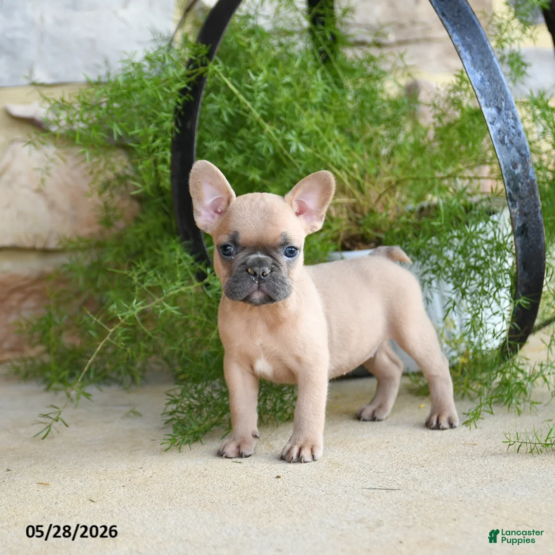 French Bulldog dogs for sale: Sparky - Ad 1