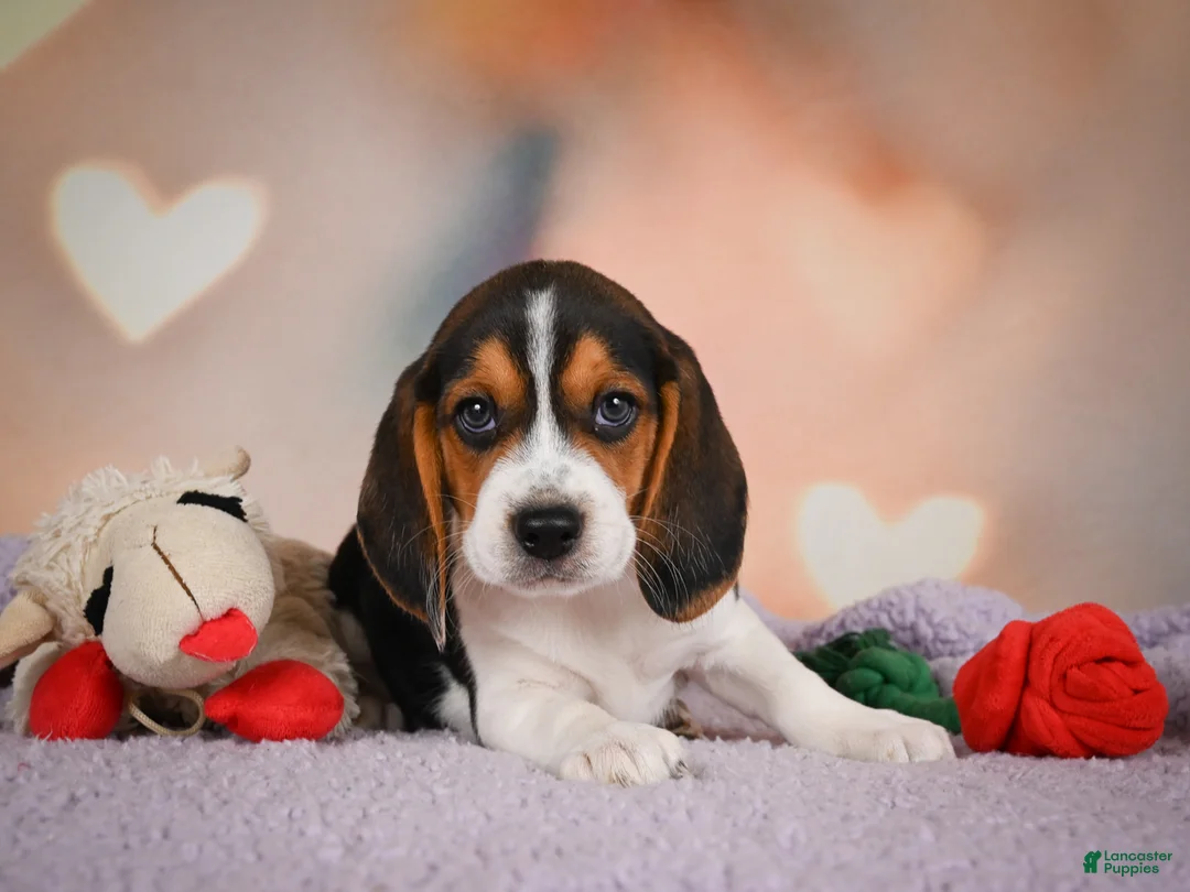 Beagle dogs for sale: OSCAR - Ad 2