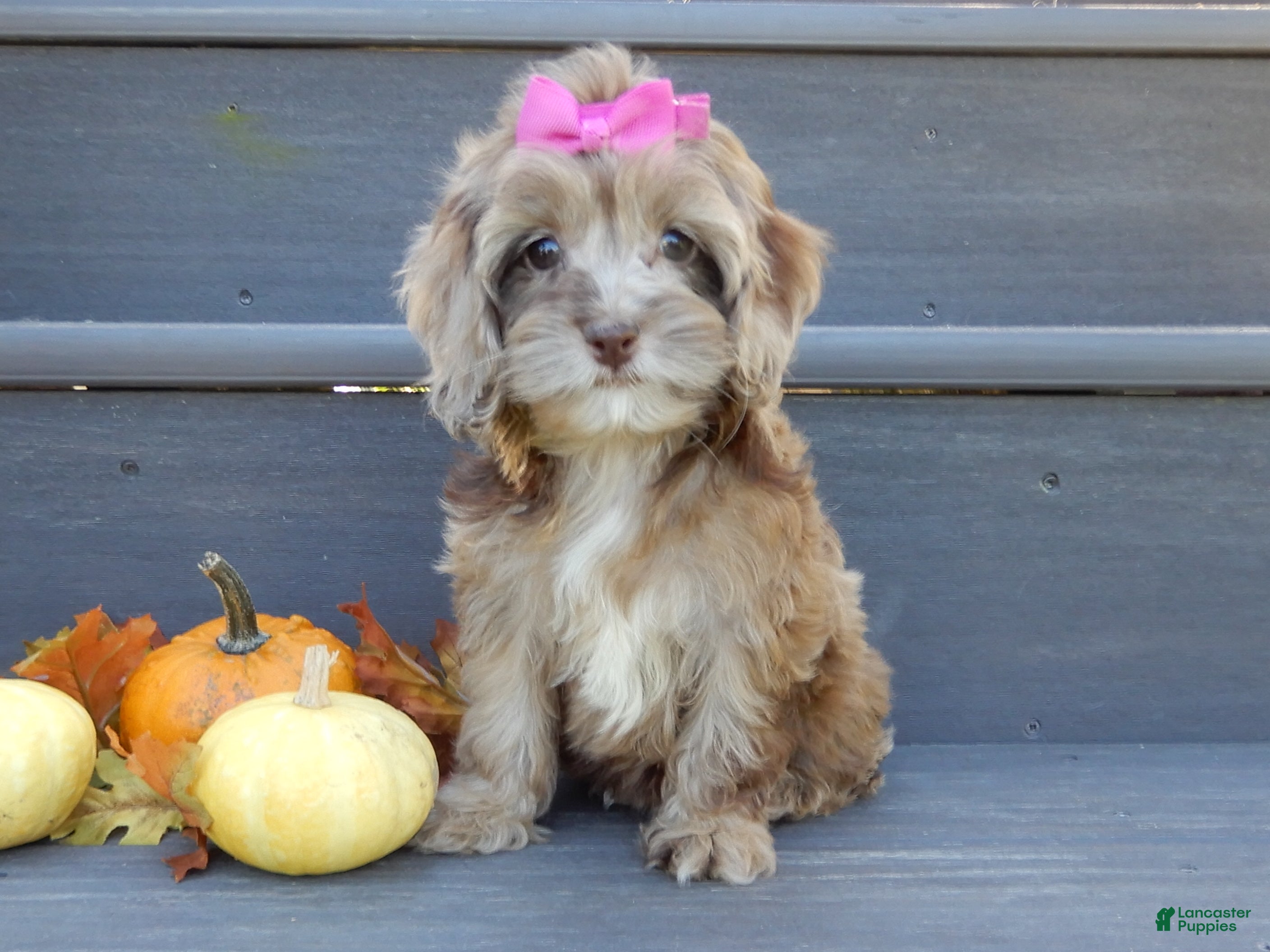Amber (Cockapoo, Female) in Millersburg, OH