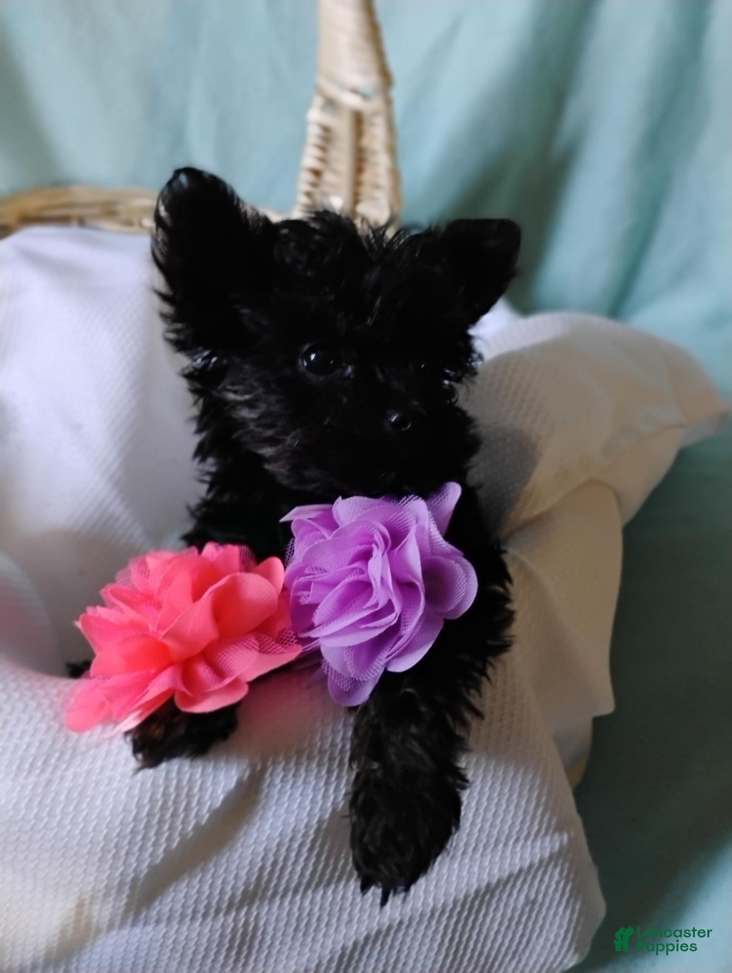 Shorkie dogs Asia - Ad 25