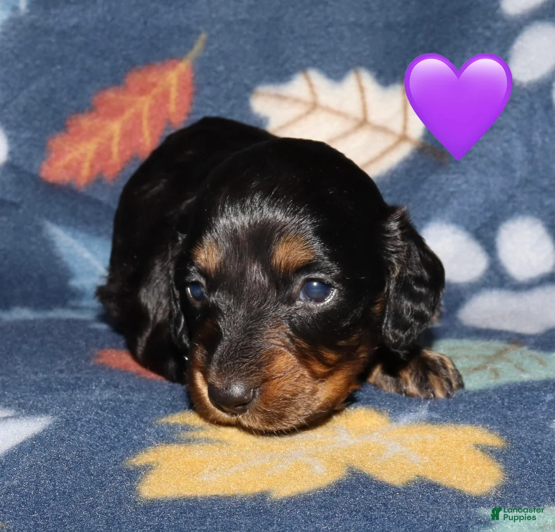Miniature Dachshund dogs for sale: Flossy’s female - Ad 2