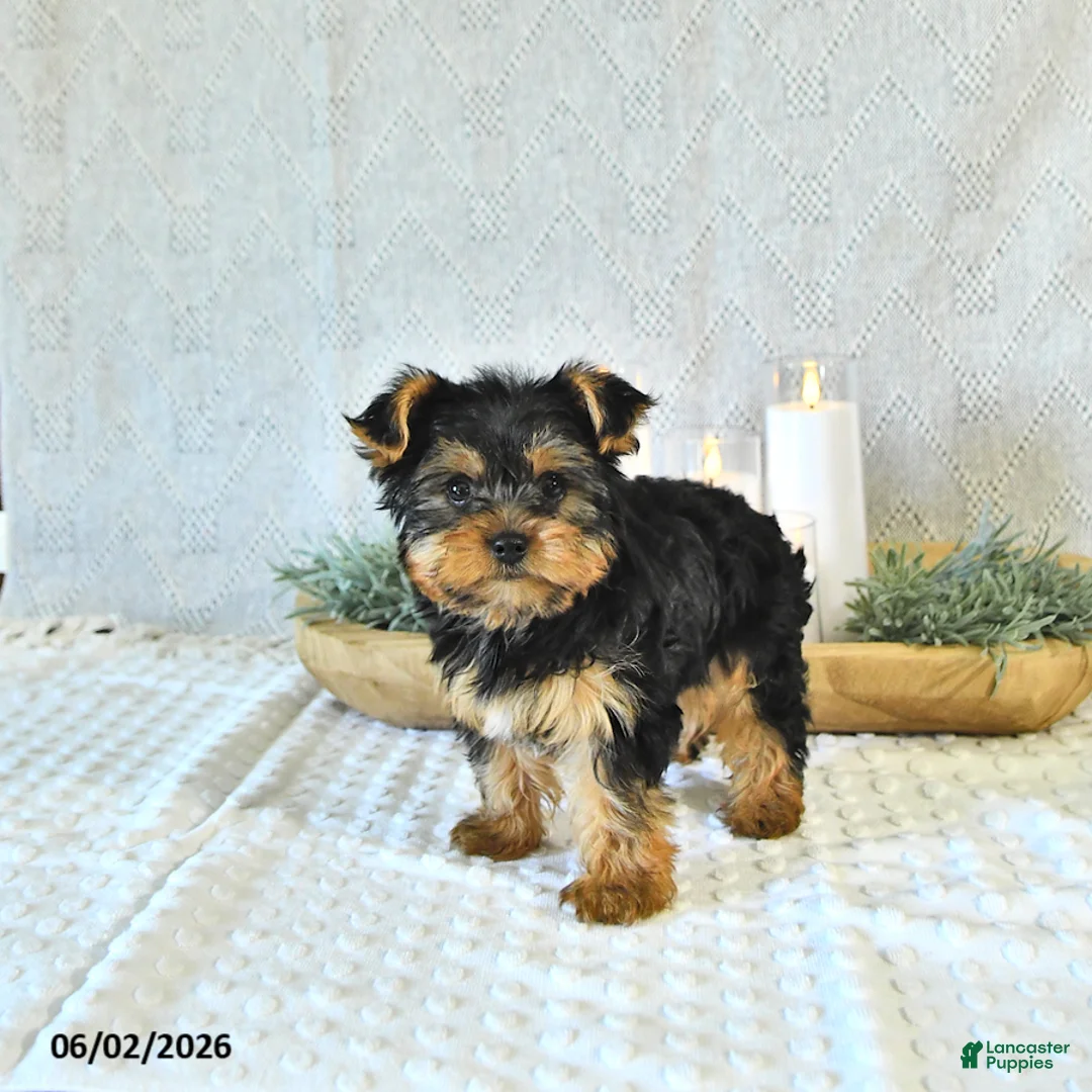 Yorkshire Terrier dogs for sale: Duke - Ad 2