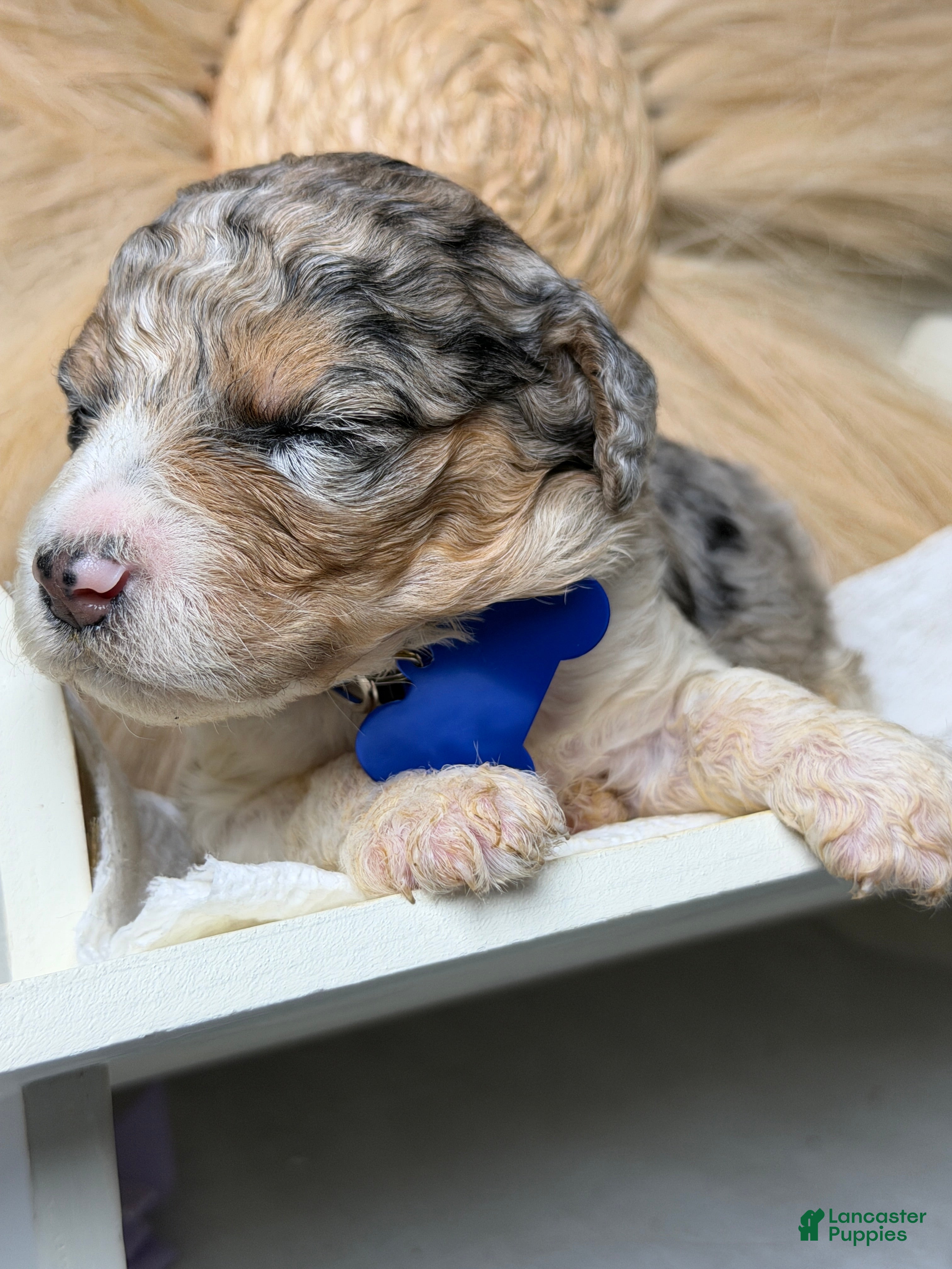 Mixed Breed dogs Armani - Ad 2