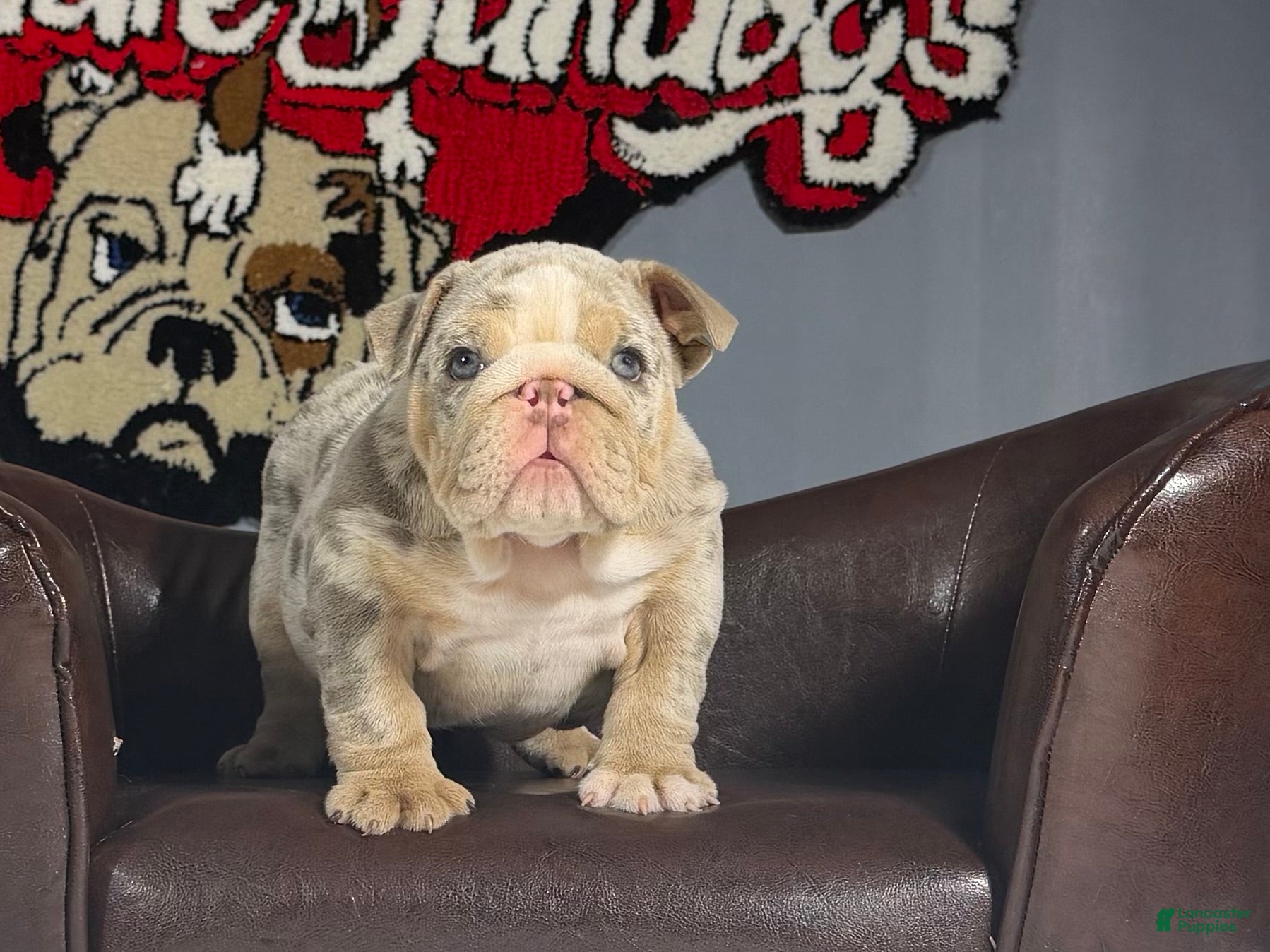 English Bulldog dogs English Bulldog 2 - Ad 1