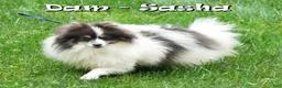 Pomeranian dogs for sale: Cinnamon - Ad 10