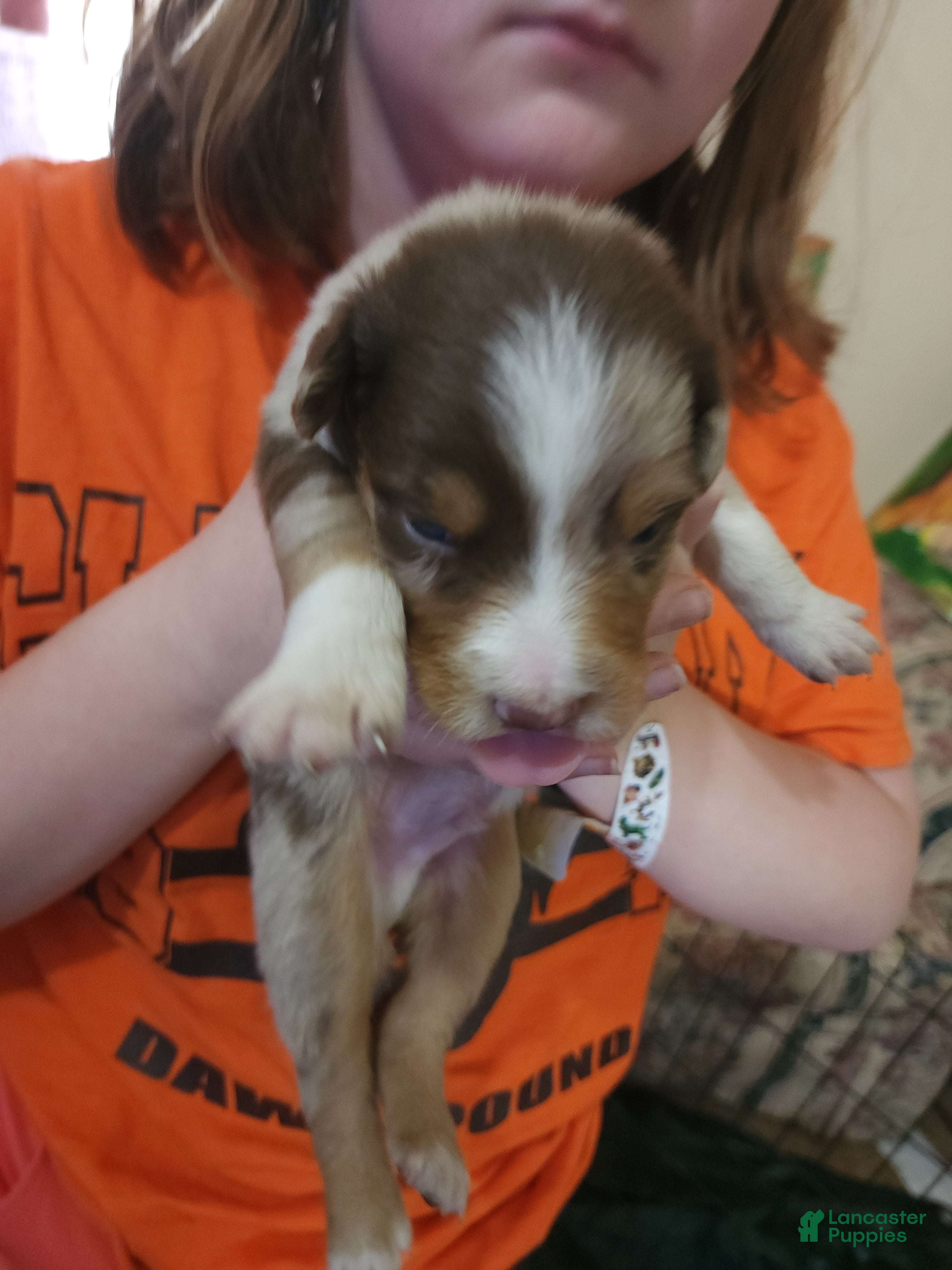 Australian Shepherd dogs Australian Shepherd Red Merle Male 3 - Ad 1