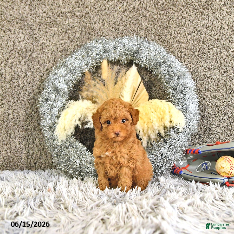 Toy Poodle dogs Mason - Ad 1