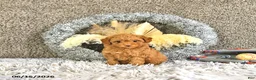 Toy Poodle dogs for sale: Mason Extra Small - Ad 6