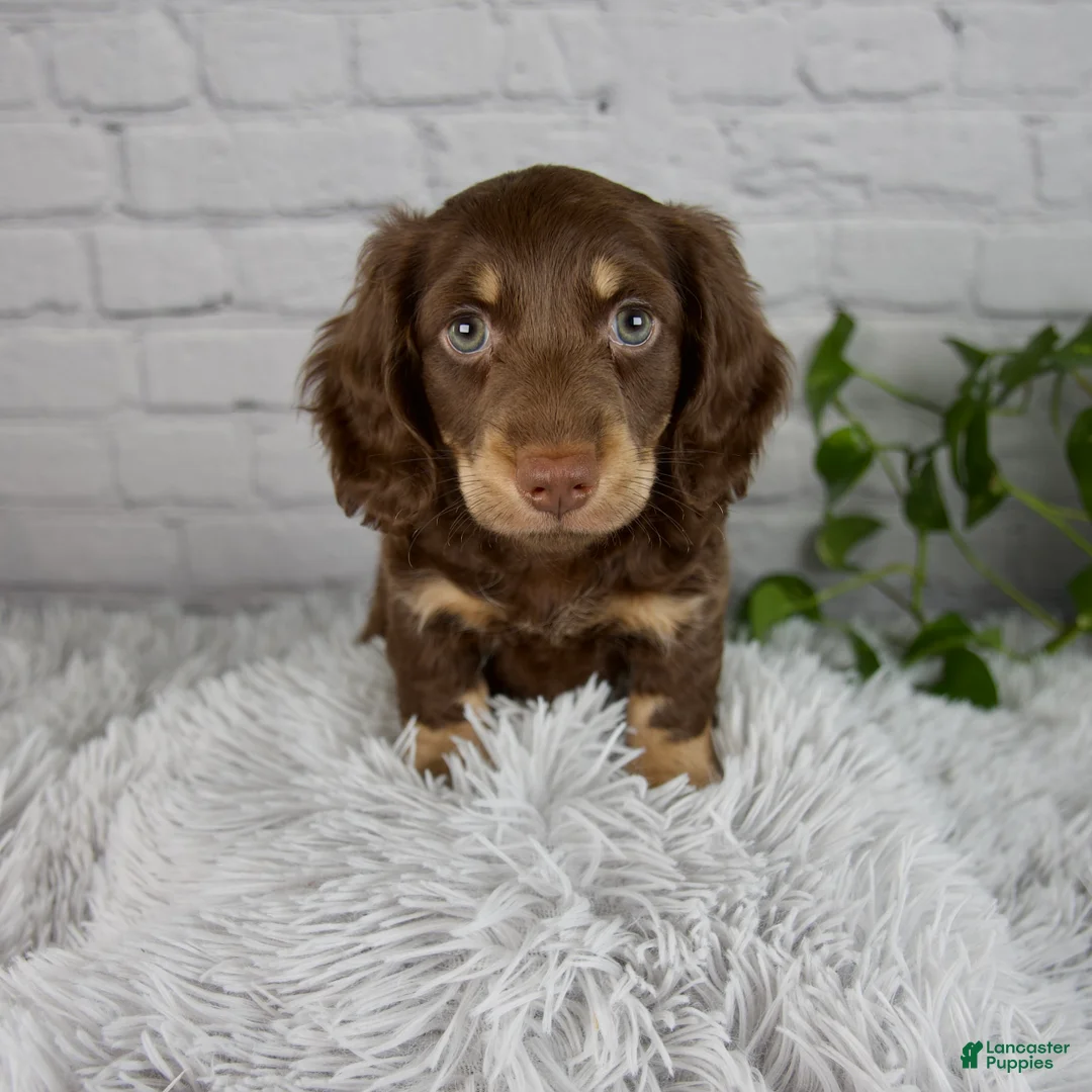 Miniature Dachshund dogs for sale: Cleo - Ad 1